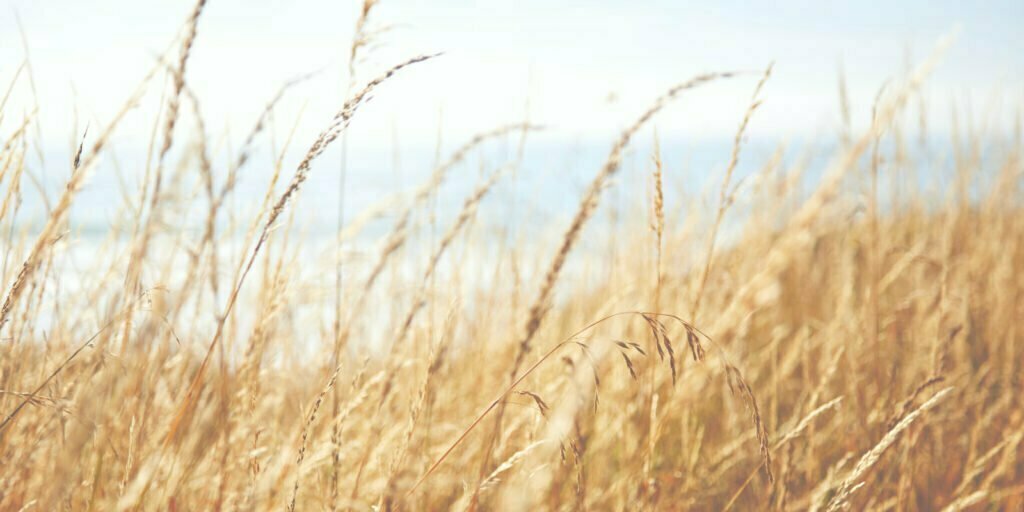 A filed of natural wheat and grasses
